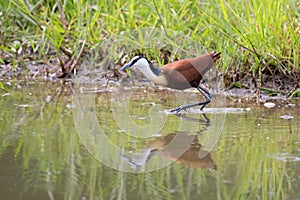Frican jacana plod along on water plants chasing small insects