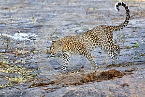 Frican leopard Chobe Botswana, Africa wildlife