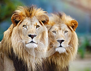 frican lion couple. Pair of wildlife pride predator animals