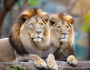 frican lion couple. Pair of wildlife pride predator animals