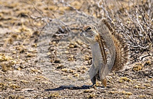 Frican Squirrel with raised tail, Central Kalahari Game Reserve, Botswana
