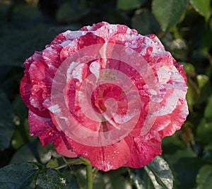 \'Frida Kahlo\' Floribunda Rose in Bloom. photo