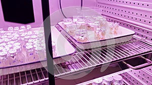 Fridge at the laboratory with empty flasks and green plants. Stock footage. Concept of science.