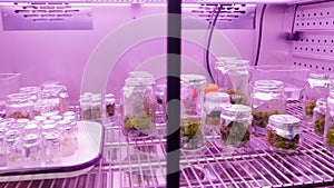 Fridge at the laboratory with empty flasks and green plants. Stock footage. Concept of science.