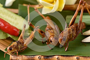 Fried Bombay Locust. (Patanga succincta Linn.)