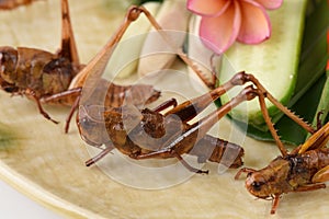 Fried Bombay Locust. (Patanga succincta Linn.)