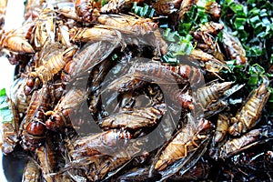 Fried Cicadas with herb placed on the stall for sale
