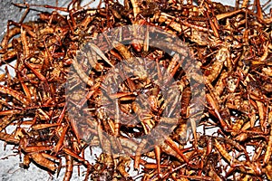 Fried crickets photo