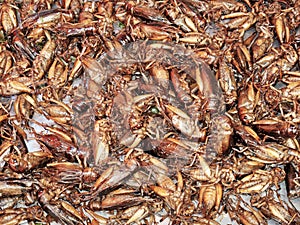 Fried crickets at food market in thailand