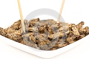 Fried crickets insects