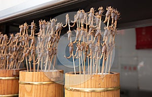 Fried delicious scorpions on the stick