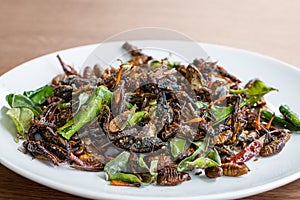 Fried edible insects mix on white plate