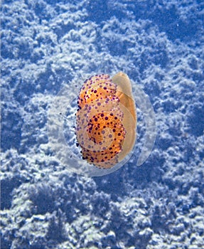 Fried Egg Jellyfish