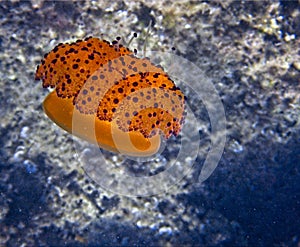 Fried Egg Jellyfish