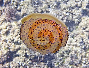 Fried Egg Jellyfish