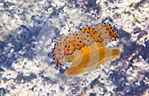 Fried Egg Jellyfish