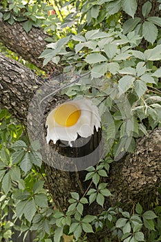 Fried eggs on a tree cut. Collage