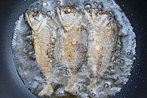 Fried fishs of Mackerel