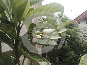 The fried flower buds are just waiting to bloom