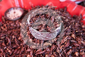 Fried Grasshoppers Chapulines in Oaxaca, Mexico