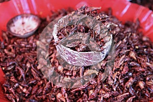 Fried Grasshoppers Chapulines in Oaxaca, Mexico