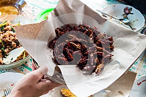 Fried grasshoppers served at local warung photo