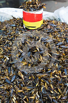 Fried insect, Myanmar