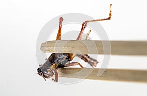 Fried Insect at street food