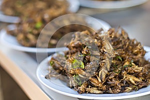 Fried insects