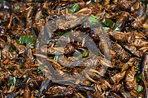 Fried insects in Bangkok