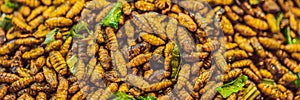 Fried insects, Bugs fried on Street food in thailand BANNER, LONG FORMAT