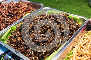 Fried Insects - crickets, locusts, grasshoppers and Worms Molitors on a vendor stall