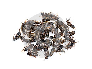 Fried insects