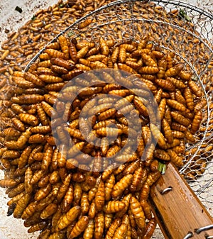 Fried insects, protein food, street food, snacks, grasshoppers, worms, quick water,