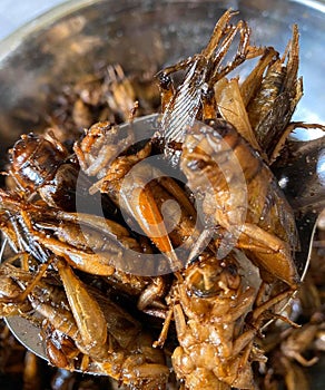 Fried insects, protein food, street food, snacks, grasshoppers, worms, quick water,