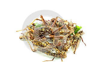 Fried insects, regional delicacies food in Thailand