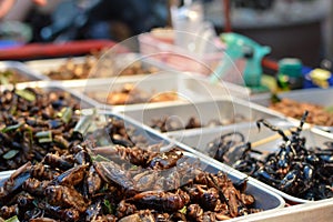 Fried insects in the streets of Bangkok, Thailand