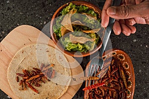 Fried maguey worms with tortilla chips and guacamole