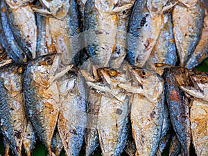 Fried shortbodied mackerel fish