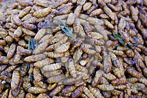 Fried silkworm pupae for food