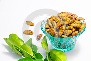 Fried silkworm`s pupa