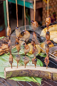 Fried Suri worms photo