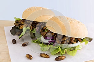 Fried worm insect or Chrysalis silkworm for eating as food items in bread burger with vegetable on wooden table, it is good source