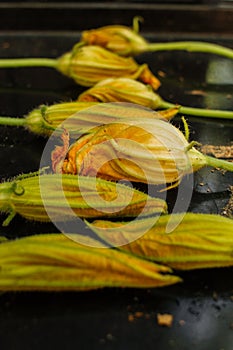 Fried zucchini flowers stuffed with soft cheese and herbs, cooking on a pan, close up view