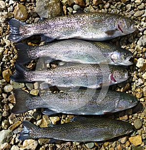 Friend's Creek Limit of Rainbow Trout