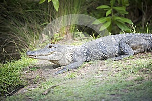 Friendly american alligator on the swamp banks