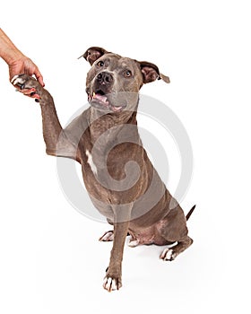Friendly American Staffordshire Terrier Dog