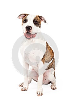 Friendly American Staffordshire Terrier Dog Sitting