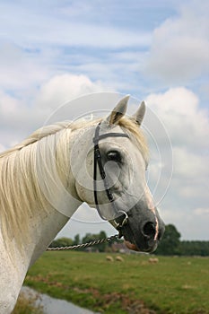 Friendly arabian horse