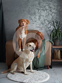 A friendly assembly of four dogs, a harmonious blend at home. photo